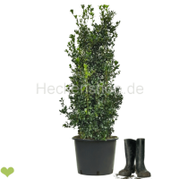 Heckenpflanze Stechpalme "Heckenfee"® |...