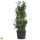 Heckenpflanze Stechpalme "Heckenfee"® | 175-200 cm | Ballenware (von Sept. bis Mai.)