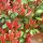 Glanzmispel "Red Robin" (Photinia)| 100-120cm | Im Topf gewachsen | 15L