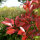 Glanzmispel "Red Robin" (Photinia)| 100-120cm | Im Topf gewachsen | 15L