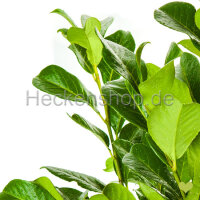 Kirschlorbeer "Rotundifolia" |60-80 cm | Im...