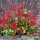 Glanzmispel "Red Robin" (Photinia)| 125-150cm | Ballenware | Bulkware (von Sept. bis Mai.)