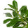 Kirschlorbeer "Novita" | 60-80 cm| Im Topf gewachsen | 10L | Spitzenqualität