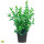 Buchsbaum Heckenpflanze P9 "IDEAL" | 15-20cm | Im Topf gewachsen | 2-jährig | Spitzenqualität | 1L