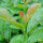 Kirschlorbeer ‘Etna’ | 125-150 cm | Im Topf gewachsen | 12L