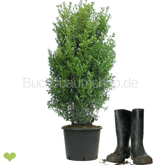 Buchsbaum Strauch "ALTO" | 80-90 cm | Getopft | 15L