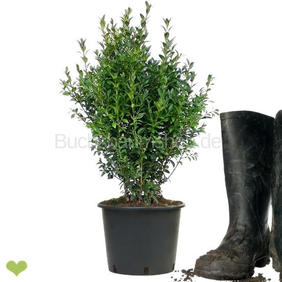 Heckenpflanze "VERSAILLES" | P19 | Höhe 30-40 cm | Getopft | 3L
