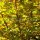 Blutbuche (Fagus sylvatica ‘Atropunicea’) | 40-60 cm | Im Topf gewachsen | 3.5L