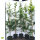 Hainbuche (Carpinus betulus) | 150-175cm | Im Topf gewachsen | 5L