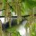 Hainbuche (Carpinus betulus) | 150-175cm | Im Topf gewachsen | 5L