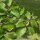 Hainbuche (Carpinus betulus) | 175-200 cm | Im Topf gewachsen | 5L