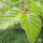 Rotbuche (Fagus sylvatica)| 60-80 cm | Im Topf gewachsen | Bulkware | 2.5L | Bulkware