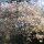 Kupfer-Felsenbirne (Amelanchier lamarckii)  | 80-100 cm | Im Topf gewachsen | 7.5L
