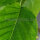 Kupfer-Felsenbirne (Amelanchier lamarckii)  | 80-100 cm | Im Topf gewachsen | 7.5L