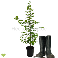 Hainbuche (Carpinus betulus) | 60-80 cm | Im Topf...