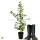 Hainbuche (Carpinus betulus) | 60-80 cm | Im Topf gewachsen | 2.5L