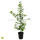 Hainbuche (Carpinus betulus) | 60-80 cm | Im Topf gewachsen | 2.5L