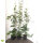 Hainbuche (Carpinus betulus) | 100-125 cm | Im Topf gewachsen | 3.5L