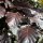 Blutbuche (Fagus sylvatica ‘Atropunicea’) | 150-175 cm | Im Topf gewachsen | Bulkware | 7.5L
