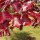 Blutbuche (Fagus sylvatica ‘Atropunicea’) | 150-175 cm | Im Topf gewachsen | Bulkware | 7.5L