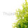 Thuja occidentalis ‘Yellow Ribbon’ | 30-40 cm | Im Topf gewachsen | 3L