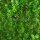 Heckenpflanze "VERSAILLES" | Höhe 50-60cm | Getopft | 5L