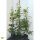 Hainbuche (Carpinus betulus) | 125-150 cm | Im Topf gewachsen | 3.5L