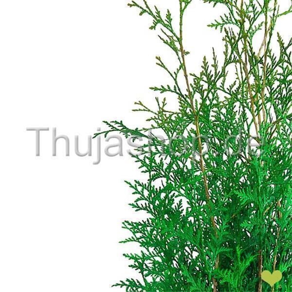 Thuja occ.‘Brabant’ | 140-160cm | Getopft| 12L | Spitzenqualität
