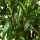 Kirschlorbeer ‘Caucasica’ | 150-175cm | Getopft | 27L (von Sept. bis Mai.)