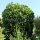 Kirschlorbeer ‘Etna’ | 60-80 cm | Im Topf gewachsen | 5L
