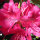 Solitärpflanze Rhododendron "Nova Zembla" | 60-80cm Ø 80cm+ | Getopft | 20L