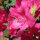Heckenpflanze Rhododendron "Nova Zembla" | 60-80cm Ø 60cm+ | Ballenware (von Sept. bis Mai)