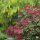 Heckenpflanze Rhododendron "Nova Zembla" | 60-80cm Ø 60cm+ | Ballenware (von Sept. bis Mai)