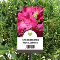 Solitärpflanze Rhododendron "Nova Zembla"...