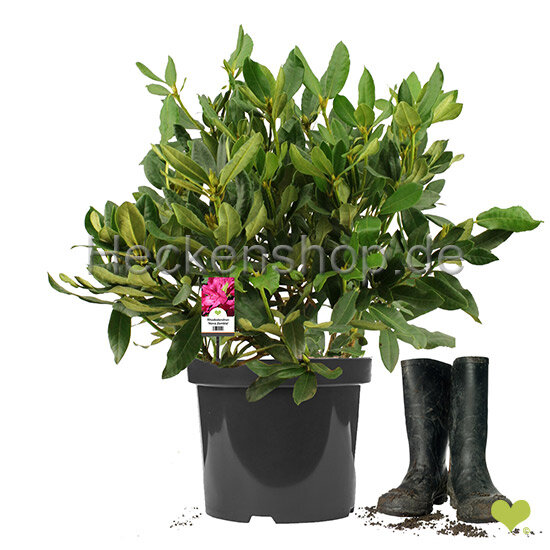 Heckenpflanze Rhododendron "Nova Zembla" | 50-60cm Ø 50cm+ | Ballenware (von Sept. bis Mai)