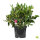 Heckenpflanze Rhododendron "Nova Zembla" | 50-60cm Ø 50cm+ | Ballenware (von Sept. bis Mai)