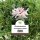 Heckenpflanze Rhododendron "Cunningham"s White" | 60-80cm Ø60cm+ | Ballenware (von Sept. bis Mai)