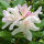 Heckenpflanze Rhododendron "Cunningham"s White" | 60-80cm Ø60cm+ | Ballenware (von Sept. bis Mai)