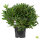 Solitärpflanze Rhododendron "Cunningham"s White" | 50-60 cm Ø 60cm+ | Getopft | 15L