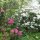 Solitärpflanze Rhododendron "Cunningham"s White" | 50-60 cm Ø 60cm+ | Getopft | 15L
