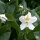 Heckenpflanze Rhododendron "Cunningham"s White" | 50-60cm Ø 60cm+ | Ballenware (von Sept. bis Mai)
