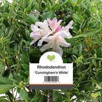 Heckenpflanze Rhododendron "Cunningham"s...