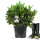 Heckenpflanze Rhododendron "Cunningham"s White" | 40-50cm Ø50cm+ | Ballenware (von Sept. bis Mai)