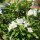 Heckenpflanze Rhododendron "Cunningham"s White" | 40-50cm Ø50cm+ | Ballenware (von Sept. bis Mai)