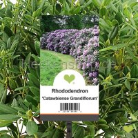 Solitärpflanze Rhododendron "Catawbiense...
