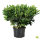 Solitärpflanze Rhododendron "Catawbiense Grandiflorum" | 50-60cm Ø 50cm+ | Getopft | 15L