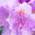 Solitärpflanze Rhododendron "Catawbiense Grandiflorum" | 50-60cm Ø 50cm+ | Getopft | 15L