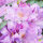 Heckenpflanze Rhododendron "Catawbiense Grandiflorum" | 50-60 cm+ Ø50cm+ | Ballenware (Sept. bis Mai.)