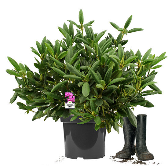 Heckenpflanze Rhododendron "Roseum Elegans" | 50-60 cm Ø 60+cm | Ballenware (Sept. bis Mai)