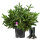 Solitärpflanze Rhododendron "Roseum Elegans" | 50-60cm Ø60+cm | Getopft | 10L